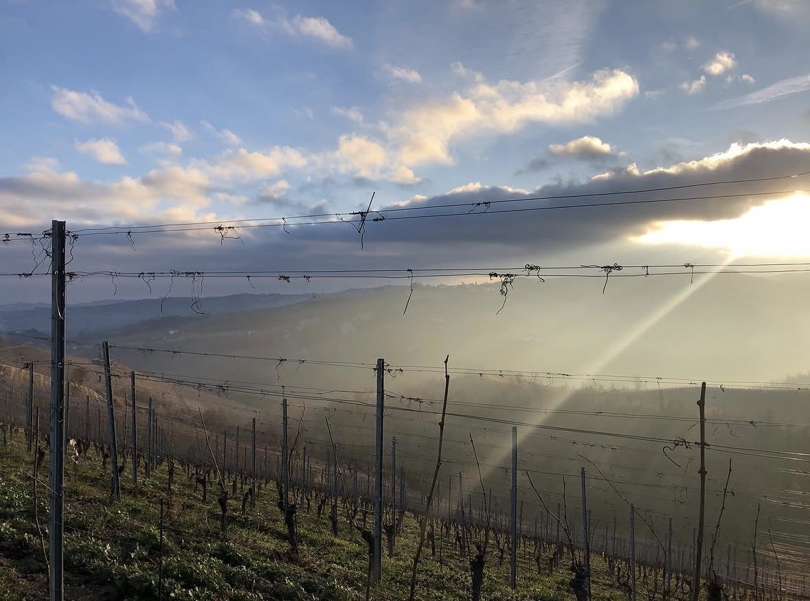 Winter light across the cru
