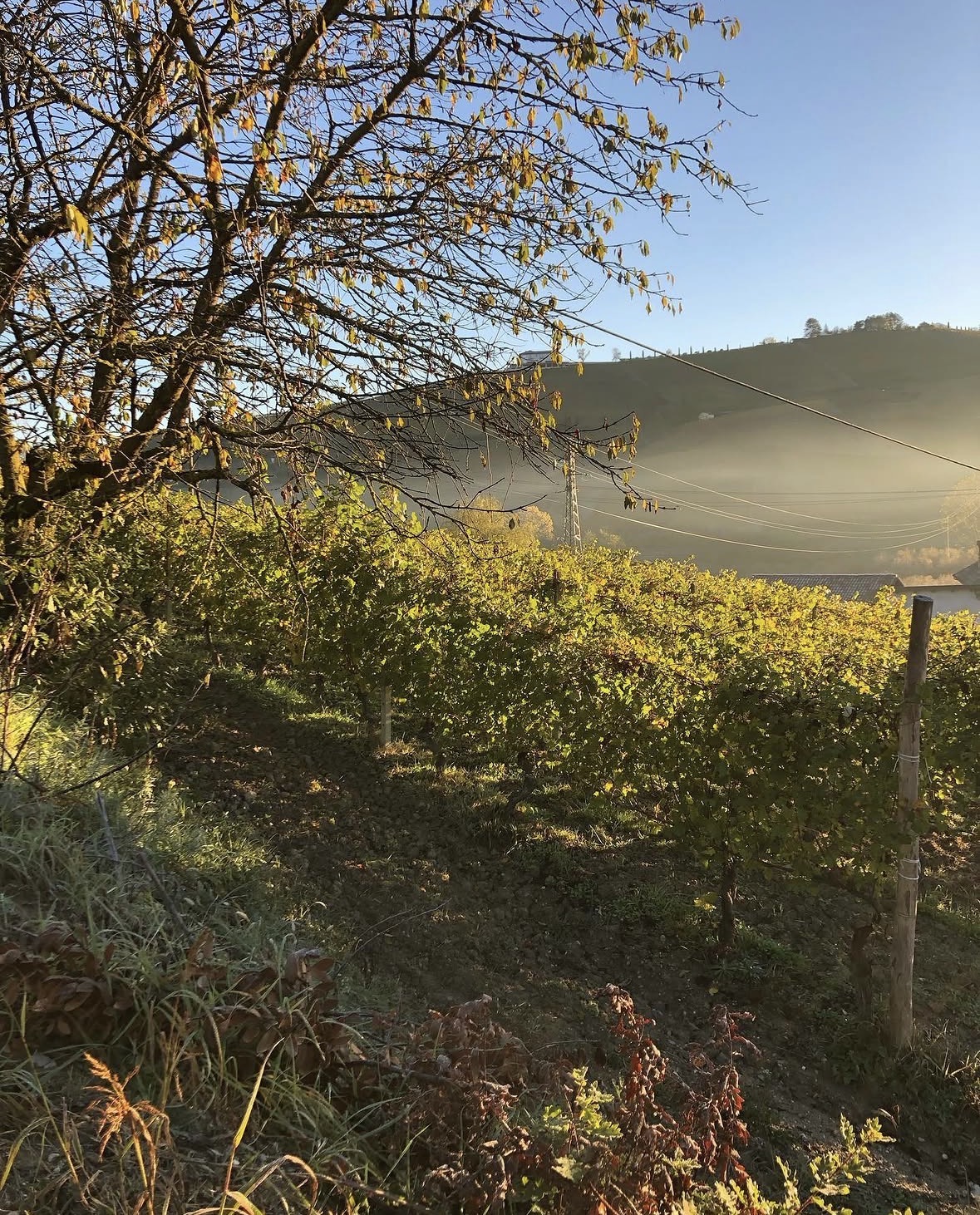 Autumn colour on the hazelnut and the vine