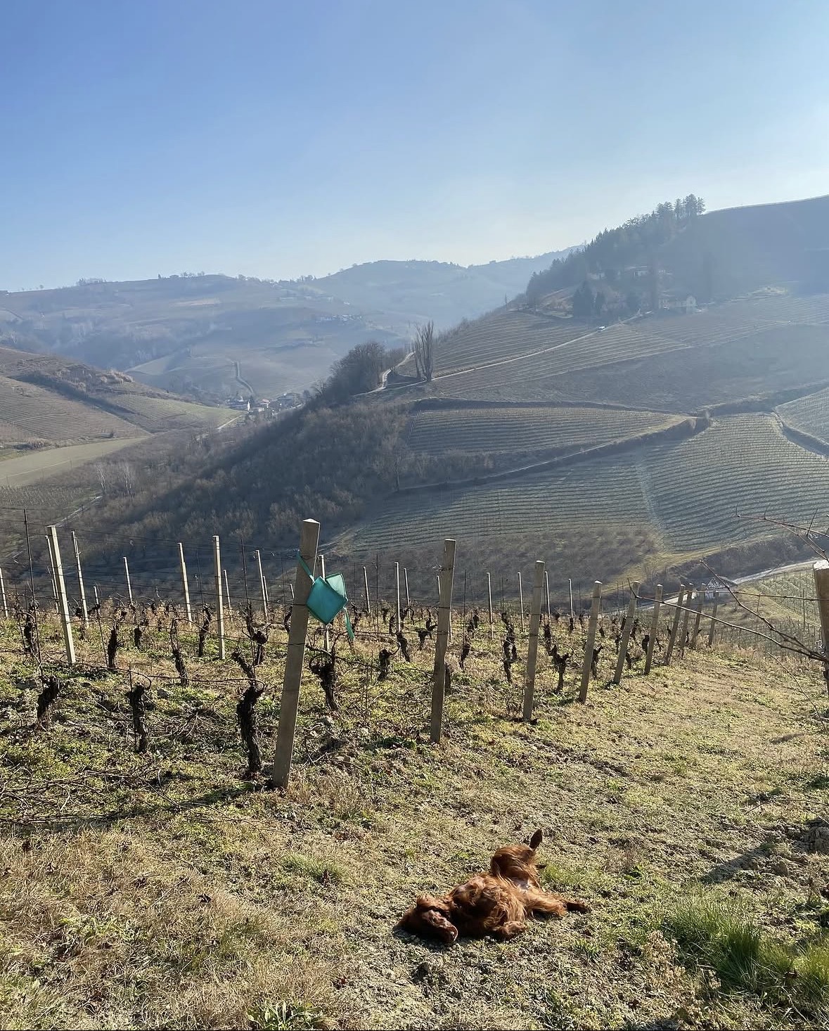 March in the rows above San Rocco Seno d'Elvio