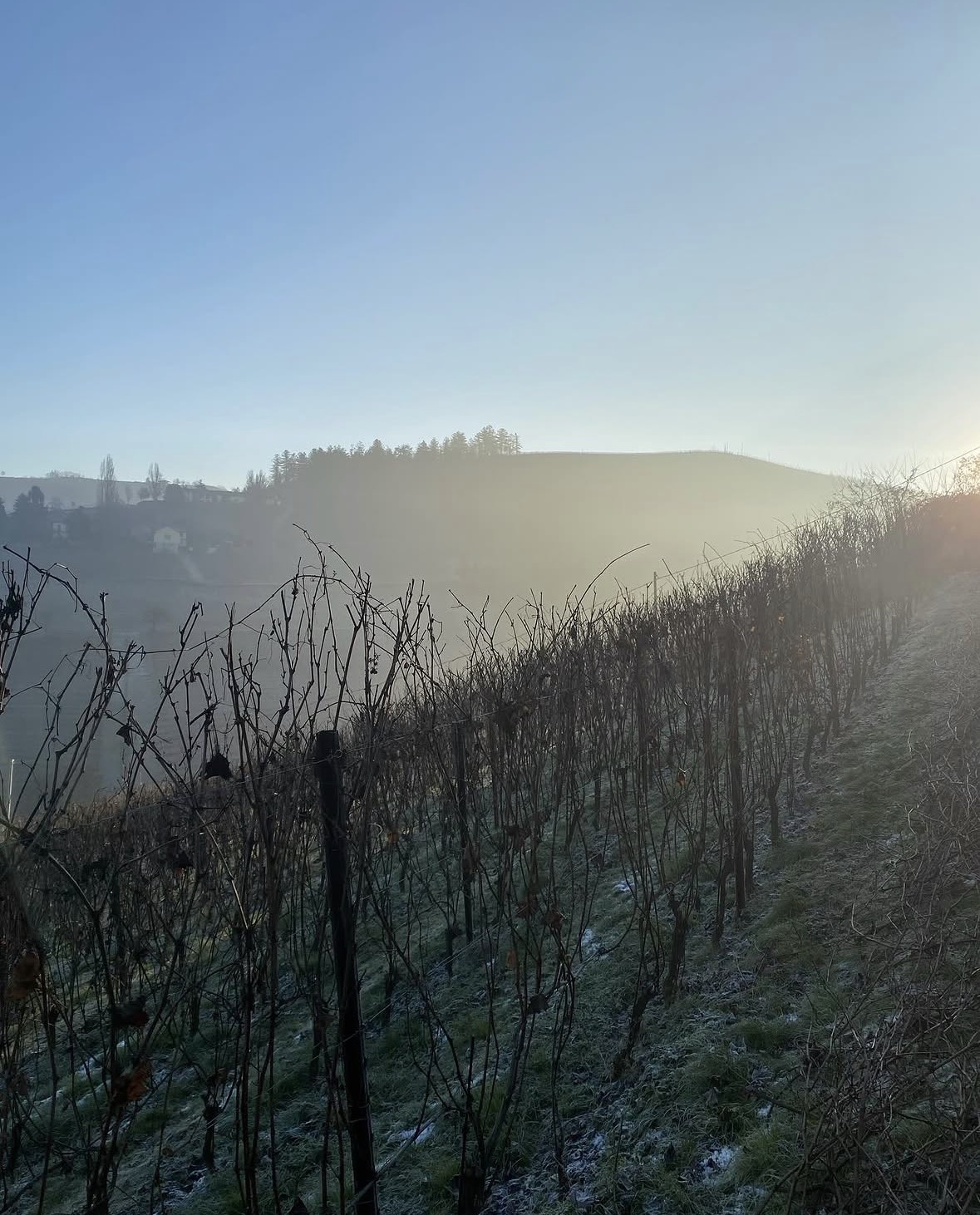 First frost, the morning after pruning